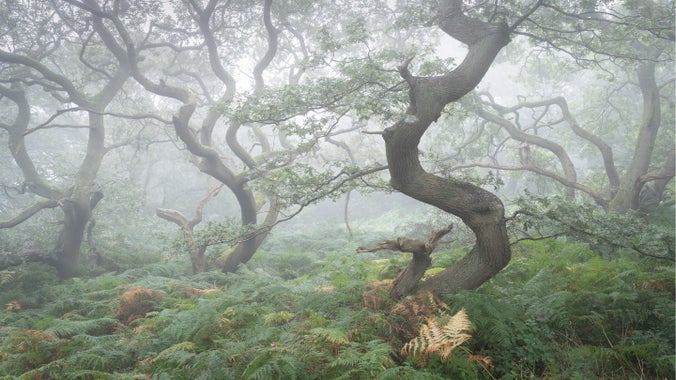 A misty woodland scene with green undergrowth and twisted trees